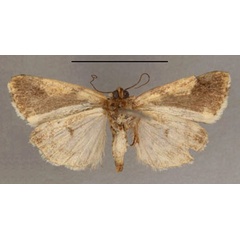 /filer/webapps/moths/media/images/A/antica_Acontia_HT_OUMNH_02.jpg