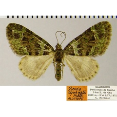 /filer/webapps/moths/media/images/S/squamata_Piercia_AT_ZSM.jpg