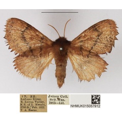 /filer/webapps/moths/media/images/L/lineadentata_Pseudolyra_AF_NHMUK_01.jpg