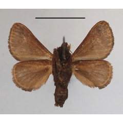 /filer/webapps/moths/media/images/P/pepon_Phorma_A_MGCLb_01.JPG