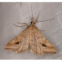 /filer/webapps/moths/media/images/M/monostigma_Diasemia_A_Heyns_01.jpg