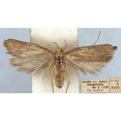 /filer/webapps/moths/media/images/S/seydeliella_Lecithocera_PTF_RMCA.jpg