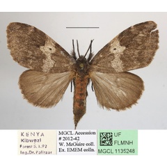 /filer/webapps/moths/media/images/L/lymantrioides_Rhypopteryx_AM_MGCLa_04.JPG