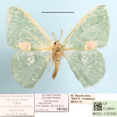 /filer/webapps/moths/media/images/R/rubrimacula_Prasinocyma_A_MGCLa_01.JPG