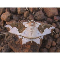 /filer/webapps/moths/media/images/P/picturata_Miantochora_A_Guyonnet_02.jpg