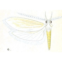 /filer/webapps/moths/media/images/S/sincera_Hypercallia_HT_Meyrick_7-6.jpg