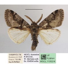 /filer/webapps/moths/media/images/R/rocana_Dasychira_AM_MGCLa_03.JPG