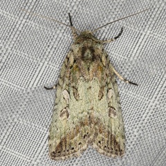 /filer/webapps/moths/media/images/I/indecora_Araea__A_Heyns_02.JPG