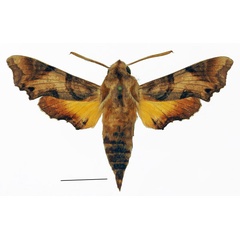 /filer/webapps/moths/media/images/I/inornatum_Temnora_AM_Basquina.jpg