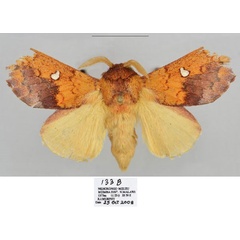 /filer/webapps/moths/media/images/L/liviae_Hypotrabala_HT_Mueller.jpg