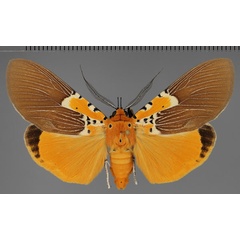 /filer/webapps/moths/media/images/S/speciosa_Asota_AM_Fiebig.jpg