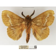 /filer/webapps/moths/media/images/P/pratti_Lechriolepis_AM_NHMUK.jpg
