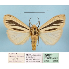 /filer/webapps/moths/media/images/M/multivittata_Estigmene_AF_MGCLa_02.JPG