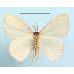 /filer/webapps/moths/media/images/D/despoliata_Heterorachis_A_MGCLb_01.jpg
