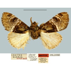 /filer/webapps/moths/media/images/A/andapa_Lanitra_HT_MNHN.jpg