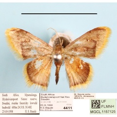 /filer/webapps/moths/media/images/P/purpurascens_Idaea_A_MGCLa_01.jpg