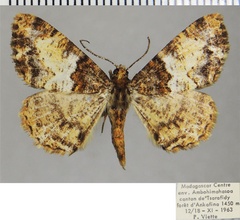 /filer/webapps/moths/media/images/C/cowani_Xylopteryx_AM_ZSMa.jpg