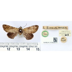 /filer/webapps/moths/media/images/M/mollis_Eudrapa_HT_BMNH.jpg