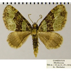 /filer/webapps/moths/media/images/A/ansorgei_Piercia_AM_ZSMa.jpg