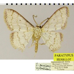 /filer/webapps/moths/media/images/S/septentrionis_Scopula_PTM_ZSMa.jpg