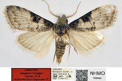Meganola kriuegeri