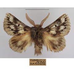 /filer/webapps/moths/media/images/M/meridionalis_Trichiurana_AM_TMSA_01.jpg