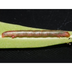 /filer/webapps/moths/media/images/F/foraminata_Collix_C_Grobler_02.jpeg