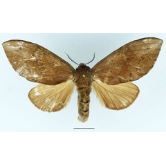 /filer/webapps/moths/media/images/R/rea_Harpandrya_AF_Basquin_02.jpg