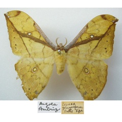 /filer/webapps/moths/media/images/G/gemmifera_Copaxa_STF_NHMUKa.jpg