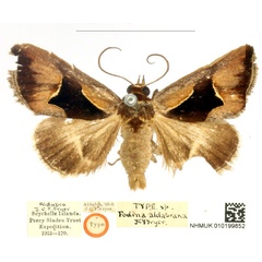 /filer/webapps/moths/media/images/A/aldabrana_Fodina_STM_BMNH_x0P9kfI.jpg