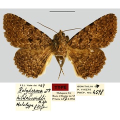 /filer/webapps/moths/media/images/H/hildebrandti_Polydesma_HT_MNHN.jpg