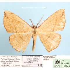 /filer/webapps/moths/media/images/I/inaequalis_Cyclophora_A_MGCLa_01.jpg