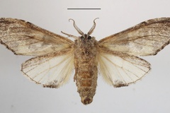 Chlorochadisra viridipulverea