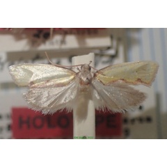 /filer/webapps/moths/media/images/A/anderesi_Orygocera_HT_MNHN.jpg