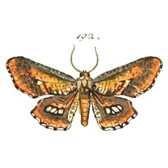 /filer/webapps/moths/media/images/P/poecilaria_Geometra_STM_HS-192.jpg