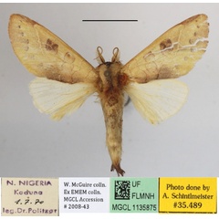 /filer/webapps/moths/media/images/C/citrina_Janthinisca_A_MGCLa_03.JPG
