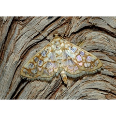 /filer/webapps/moths/media/images/A/annuliferalis_Cynaeda_A_Roland_01.jpg