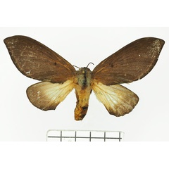 /filer/webapps/moths/media/images/E/enigmatica_Grellada_AF_Basquin.jpg