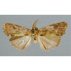 /filer/webapps/moths/media/images/B/bryki_Boscawenia_HT_RMCA.jpg