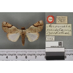 /filer/webapps/moths/media/images/P/pseudobamra_Acronicta_HT_BMNHa.jpg