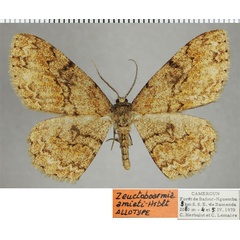 /filer/webapps/moths/media/images/A/amieti_Zeuctoboarmia_AT_ZSM.jpg