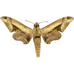 /filer/webapps/moths/media/images/R/rhadamistus_Oplerclanis_AM_MCJM.jpg