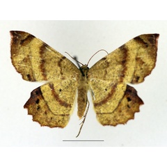 /filer/webapps/moths/media/images/N/natalensis_Erastria_AF_TMSA_02.jpg