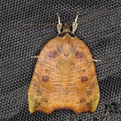 /filer/webapps/moths/media/images/S/subolivacea_Acripia_A_Heynsb.jpg