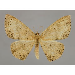 /filer/webapps/moths/media/images/L/lyciscaria_Cyclophora_A_ZSM_01.jpg