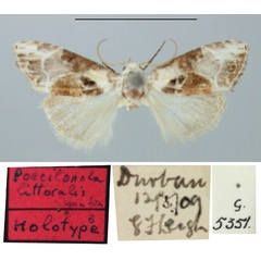 /filer/webapps/moths/media/images/L/littoralis_Poecilonola_HT_TMSA.jpg