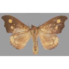 /filer/webapps/moths/media/images/R/romy_Hapsimachogonia_PTF_Mueller.jpg