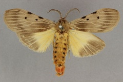 Stenarctia griseipennis