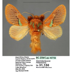 /filer/webapps/moths/media/images/O/ochsei_Delorhachis_PTM_Fiebig_01.jpg