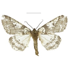/filer/webapps/moths/media/images/R/rudicornis_Nothabraxas_AF_ZSM_02.jpg
